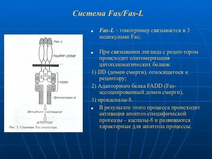 Система Fas/Fas-L Fas-L – гомотример связывается в 3 молекулами Fas; При