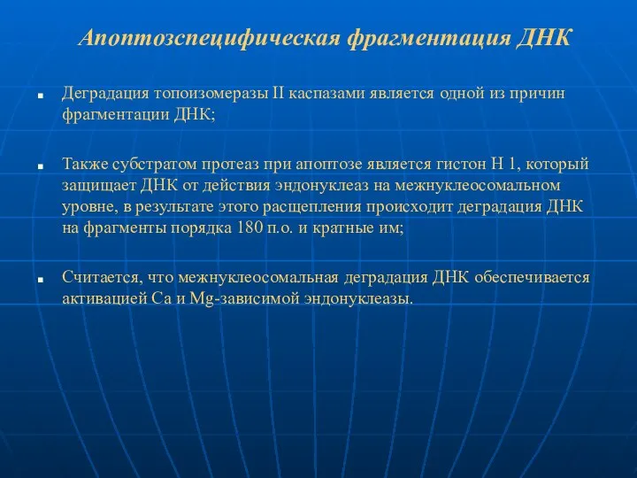 Апоптозспецифическая фрагментация ДНК Деградация топоизомеразы II каспазами является одной из причин