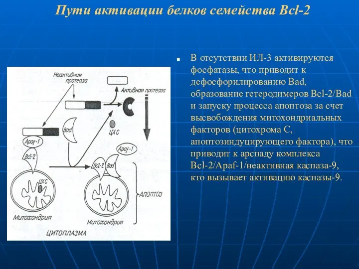 Пути активации белков семейства Bcl-2 В отсутствии ИЛ-3 активируются фосфатазы, что