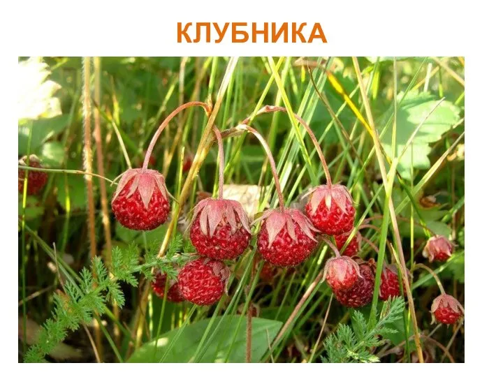 КЛУБНИКА