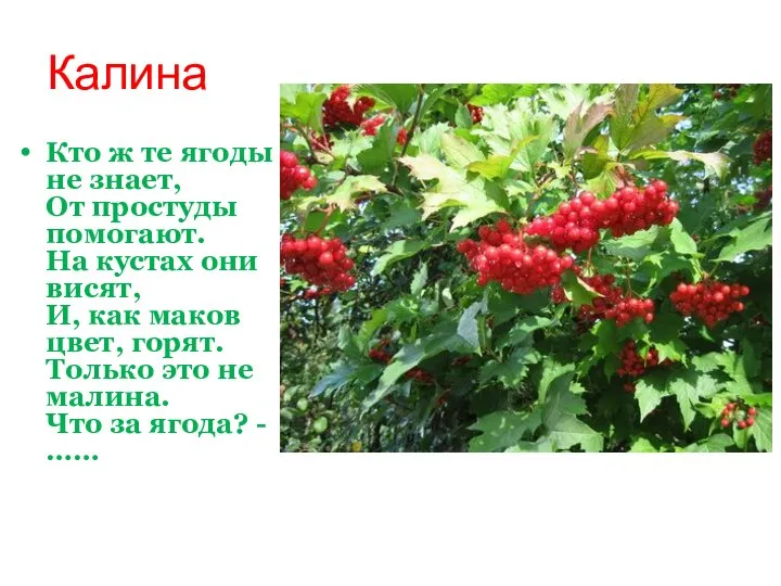 Калина Кто ж те ягоды не знает, От простуды помогают. На