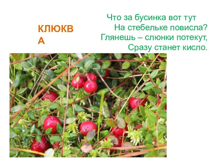 Что за бусинка вот тут На стебельке повисла? Глянешь – слюнки потекут, Сразу станет кисло. КЛЮКВА