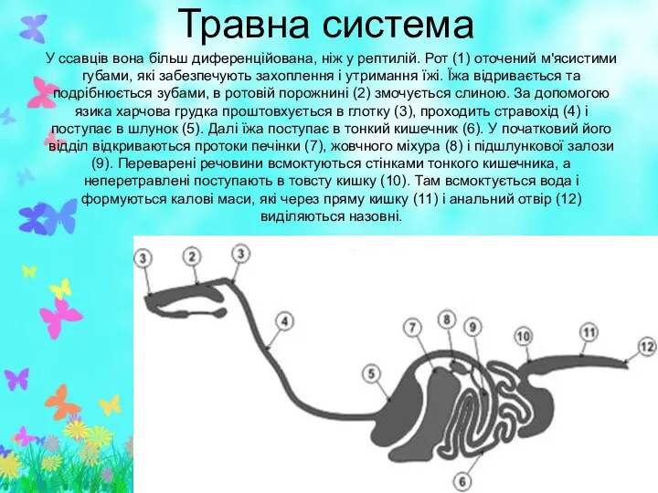 Травна система У ссавців вона більш диференційована, ніж у рептилій. Рот