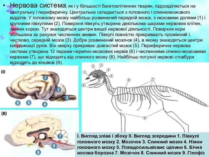 Нервова система, як і у більшості багатоклітинних тварин, підрозділяється на центральну