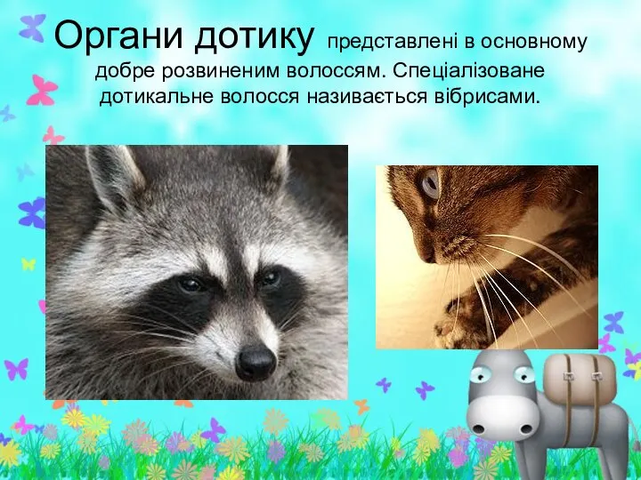 Органи дотику представлені в основному добре розвиненим волоссям. Спеціалізоване дотикальне волосся називається вібрисами.