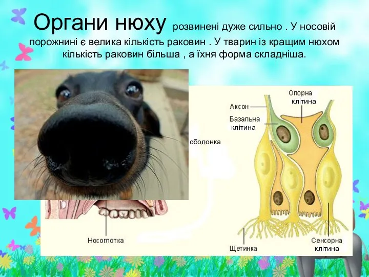 Органи нюху розвинені дуже сильно . У носовій порожнині є велика