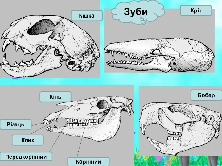 Бобер Кріт Кішка Кінь Різець Клик Передкорінний Корінний Зуби