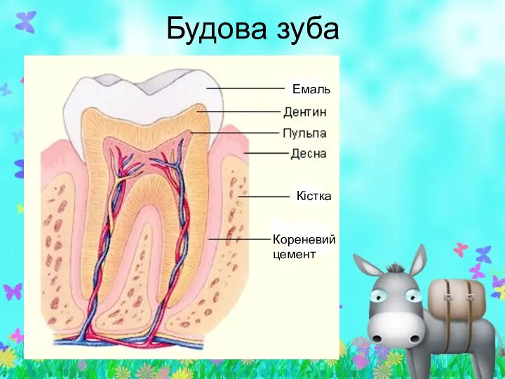 Будова зуба Емаль Кістка Кореневий цемент