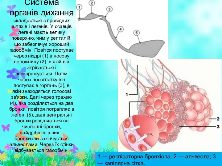 Система органів дихання складається з провідних шляхів і легенів. У ссавців