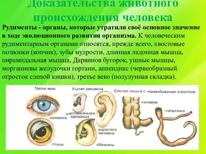 Доказательства животного происхождения человека Рудименты - органы, которые утратили своё основное