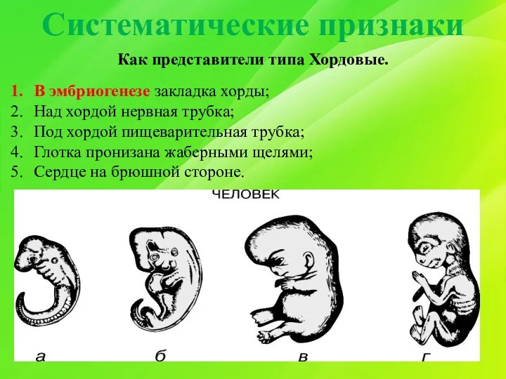 Систематические признаки Как представители типа Хордовые. В эмбриогенезе закладка хорды; Над