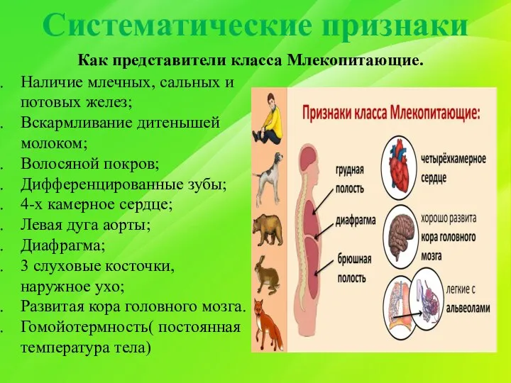 Систематические признаки Как представители класса Млекопитающие. Наличие млечных, сальных и потовых