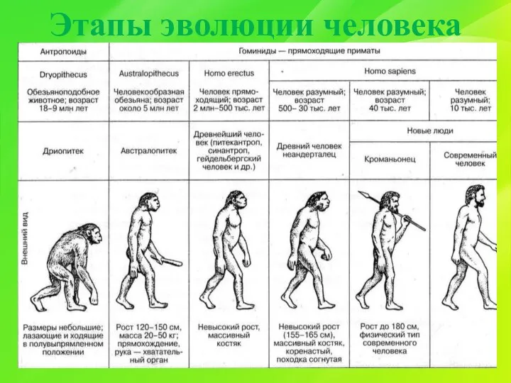 Этапы эволюции человека