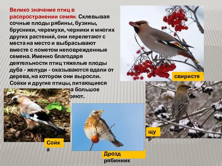 Велико значение птиц в распространении семян. Склевывая сочные плоды рябины, бузины,
