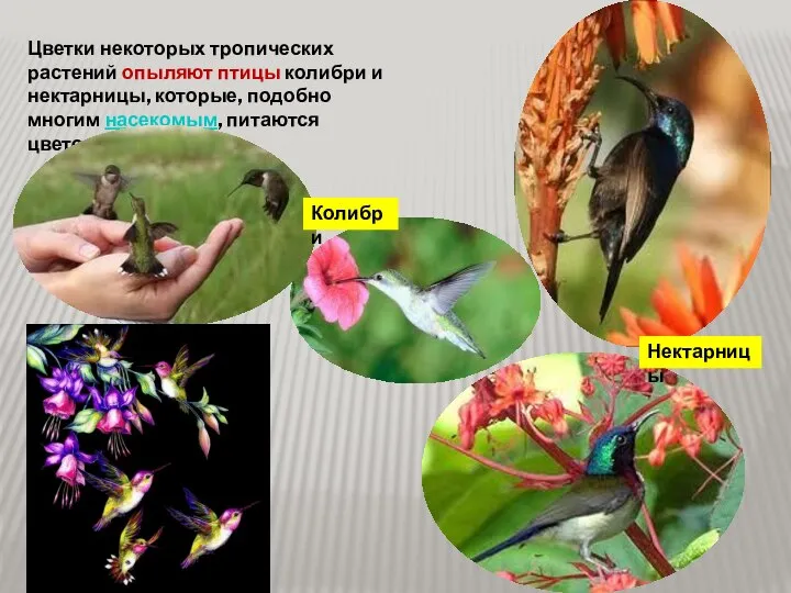 Цветки некоторых тропических растений опыляют птицы колибри и нектарницы, которые, подобно
