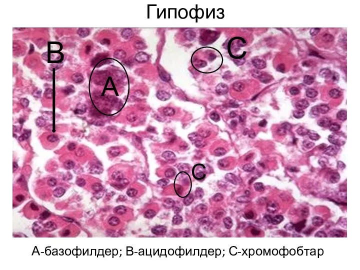 Гипофиз А-базофилдер; В-ацидофилдер; С-хромофобтар А В С С