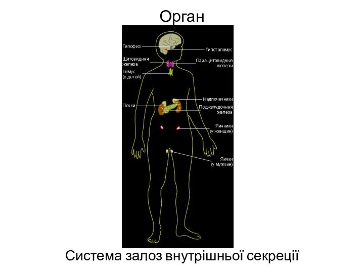 Орган Система залоз внутрішньої секреції