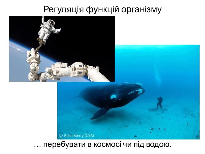 Регуляція функцій організму … перебувати в космосі чи під водою.