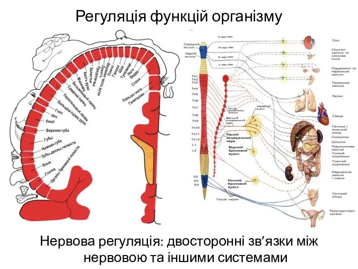 Регуляція функцій організму Нервова регуляція: двосторонні зв’язки між нервовою та іншими системами