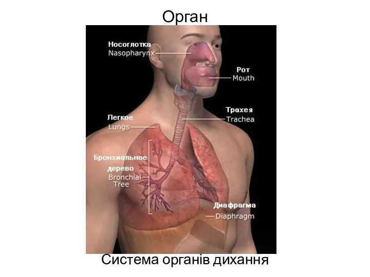 Орган Система органів дихання