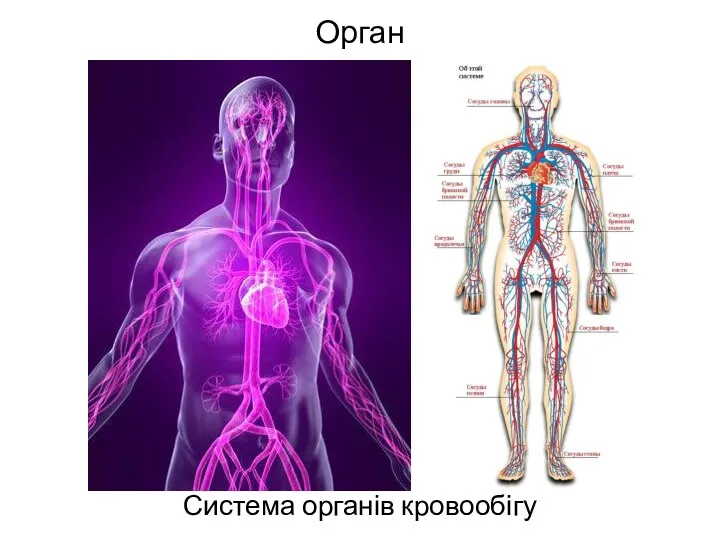 Орган Система органів кровообігу