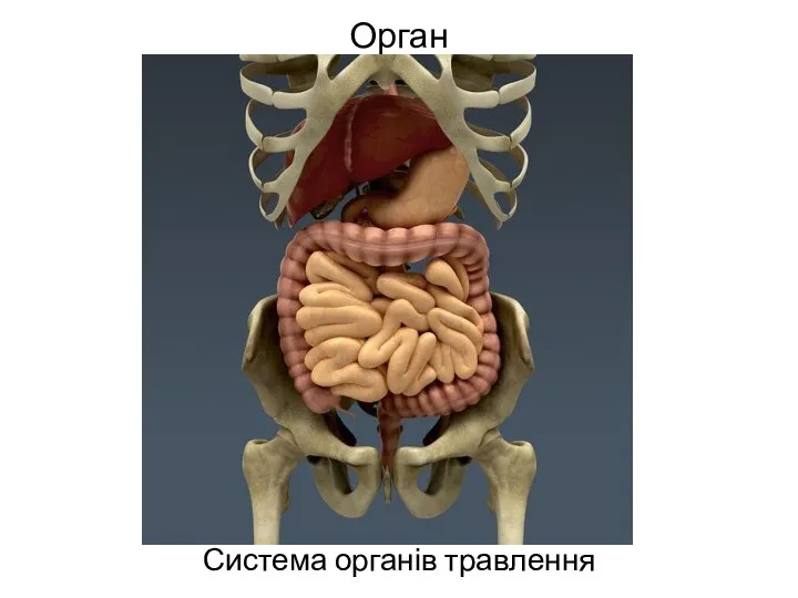 Орган Система органів травлення