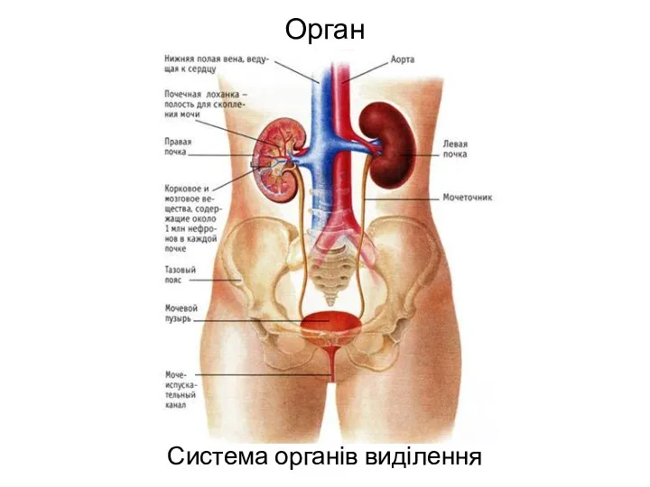 Орган Система органів виділення