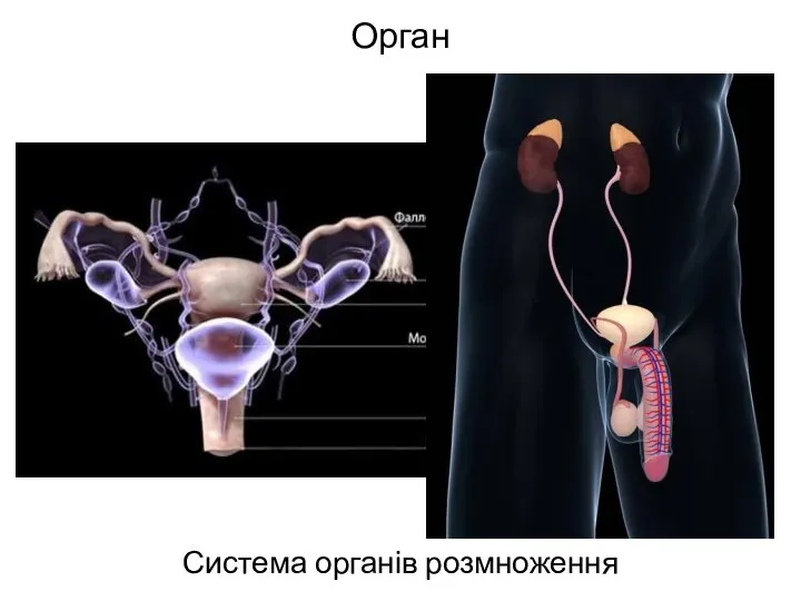 Орган Система органів розмноження