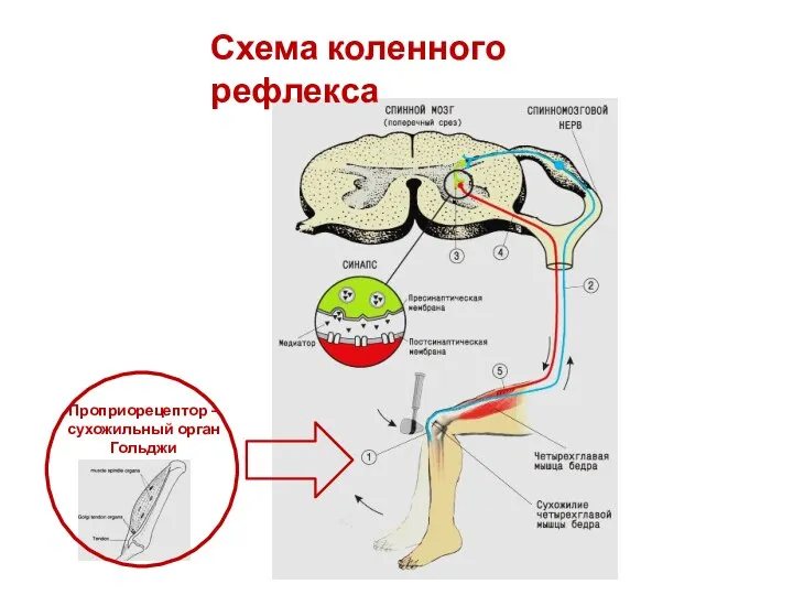 Схема коленного рефлекса Проприорецептор – сухожильный орган Гольджи