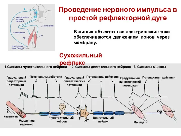 Проведение нервного импульса в простой рефлекторной дуге Сухожильный рефлекс В живых