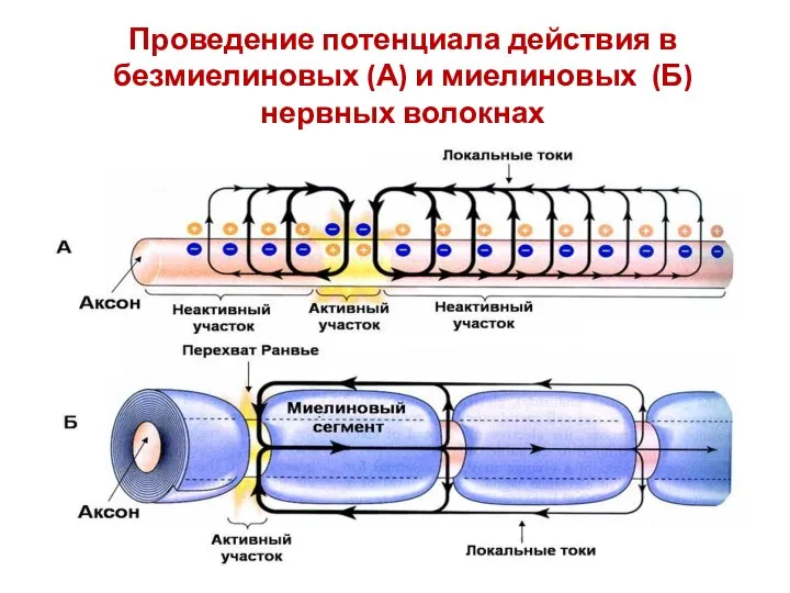 Проведение потенциала действия в безмиелиновых (А) и миелиновых (Б) нервных волокнах