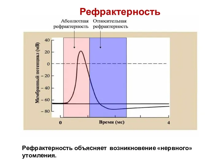 Рефрактерность Рефрактерность объясняет возникновение «нервного» утомления.