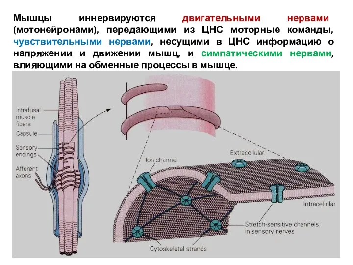 Мышцы иннервируются двигательными нервами (мотонейронами), передающими из ЦНС моторные команды, чувствительными