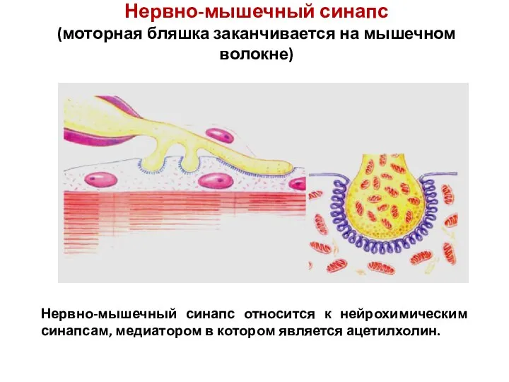 Нервно-мышечный синапс (моторная бляшка заканчивается на мышечном волокне) Нервно-мышечный синапс относится