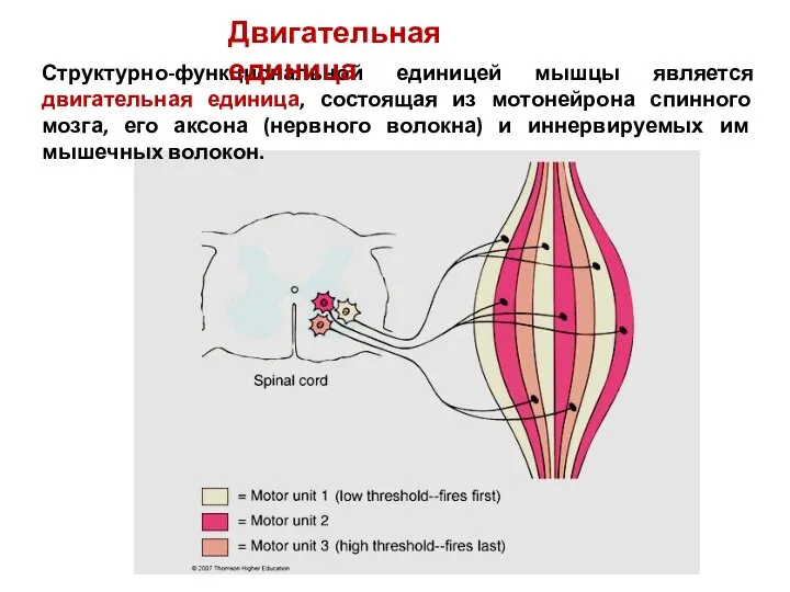 Структурно-функциональной единицей мышцы является двигательная единица, состоящая из мотонейрона спинного мозга,