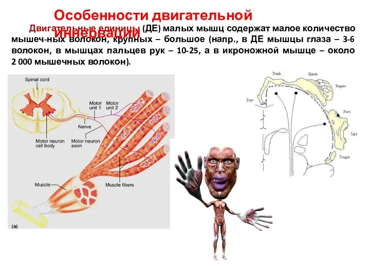 Двигательные единицы (ДЕ) малых мышц содержат малое количество мышеч-ных волокон, крупных