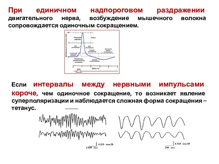 При единичном надпороговом раздражении двигательного нерва, возбуждение мышечного волокна сопровождается одиночным