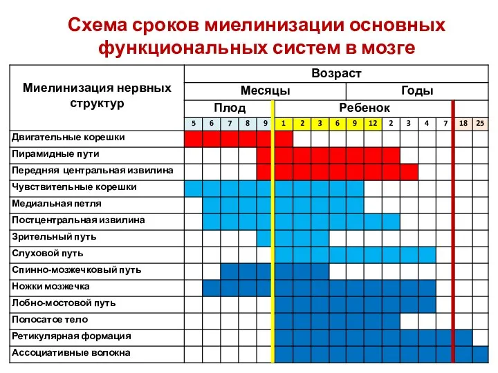 Схема сроков миелинизации основных функциональных систем в мозге