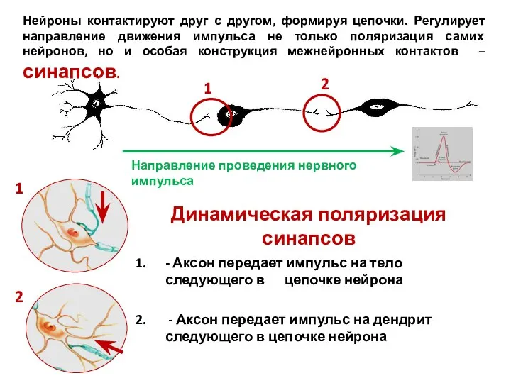 Нейроны контактируют друг с другом, формируя цепочки. Регулирует направление движения импульса