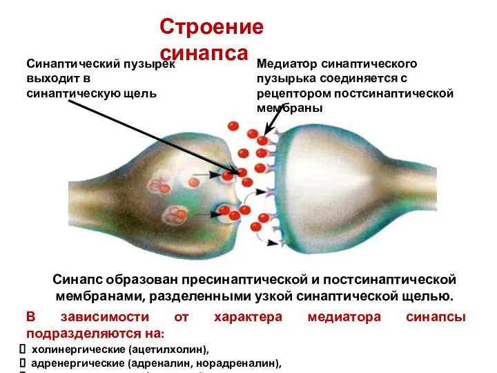 Синапс образован пресинаптической и постсинаптической мембранами, разделенными узкой синаптической щелью. Строение