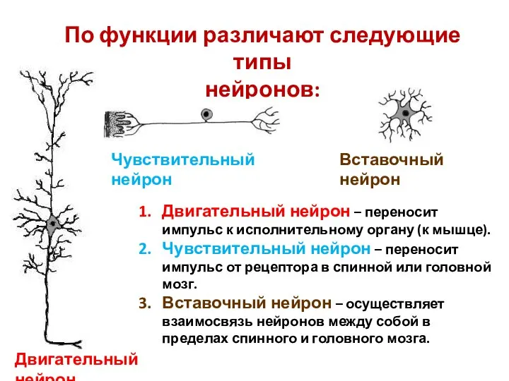 По функции различают следующие типы нейронов: Двигательный нейрон Чувствительный нейрон Вставочный