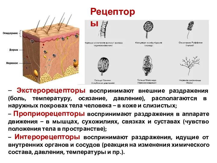 – Экстерорецепторы воспринимают внешние раздражения (боль, температуру, осязание, давление), располагаются в