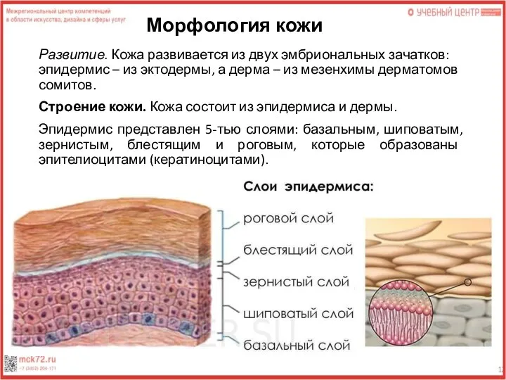 Морфология кожи Развитие. Кожа развивается из двух эмбриональных зачатков: эпидермис –