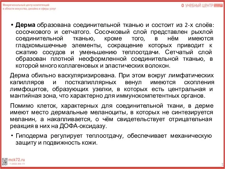 Дерма образована соединительной тканью и состоит из 2-х слоёв: сосочкового и