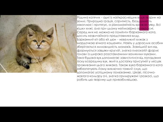 Родина котячих – одні із найкрасивіших видів тварин на землі. Природна