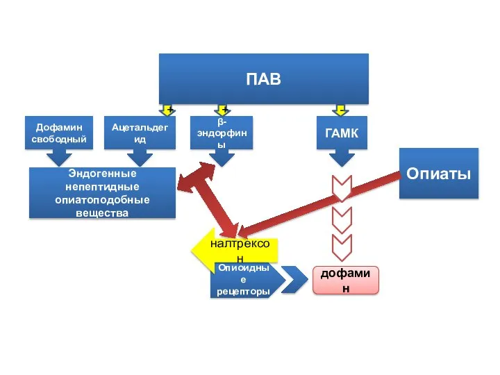 ПАВ Дофамин свободный Ацетальдегид β-эндорфины ГАМК + + - Эндогенные непептидные