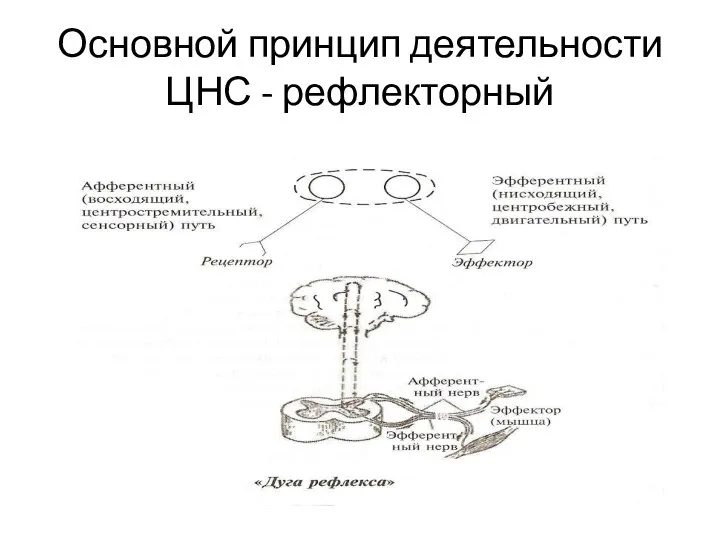 Основной принцип деятельности ЦНС - рефлекторный