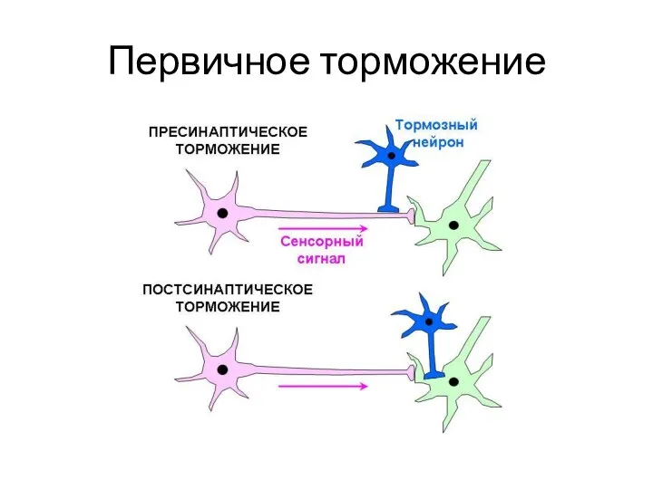 Первичное торможение