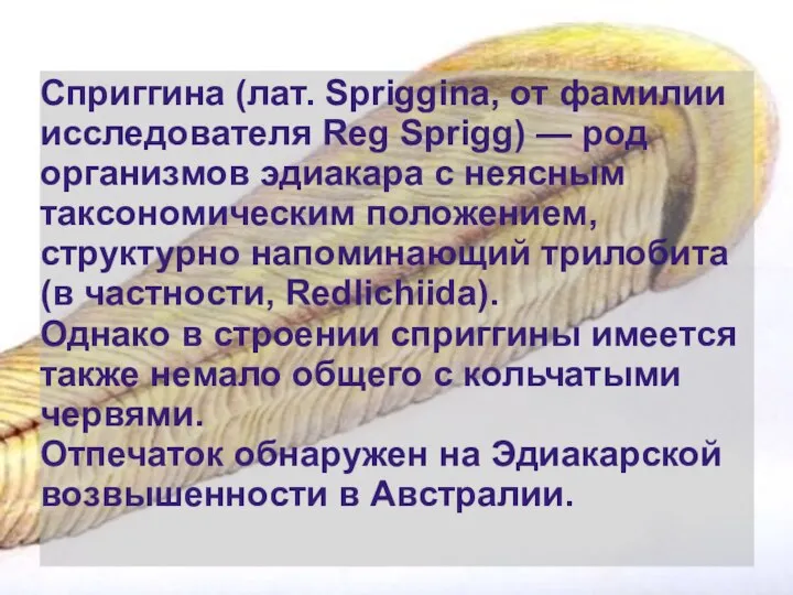 Сприггина (лат. Spriggina, от фамилии исследователя Reg Sprigg) — род организмов