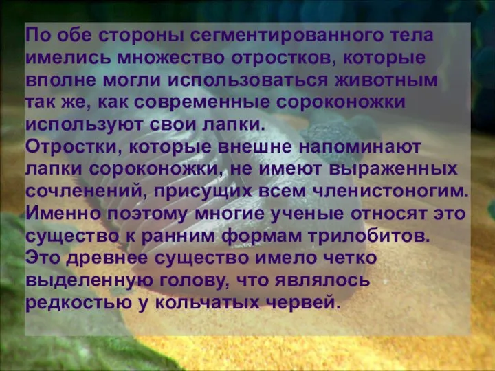 По обе стороны сегментированного тела имелись множество отростков, которые вполне могли